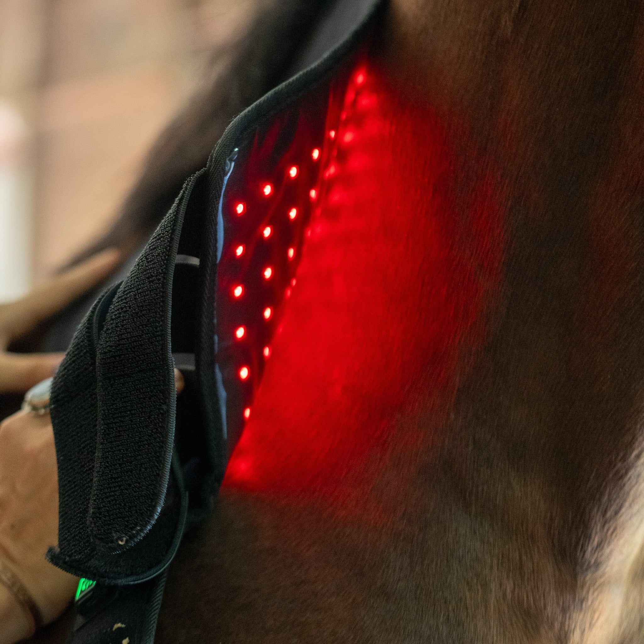 EquiSol horse leg wrap red light therapy in use on neck.