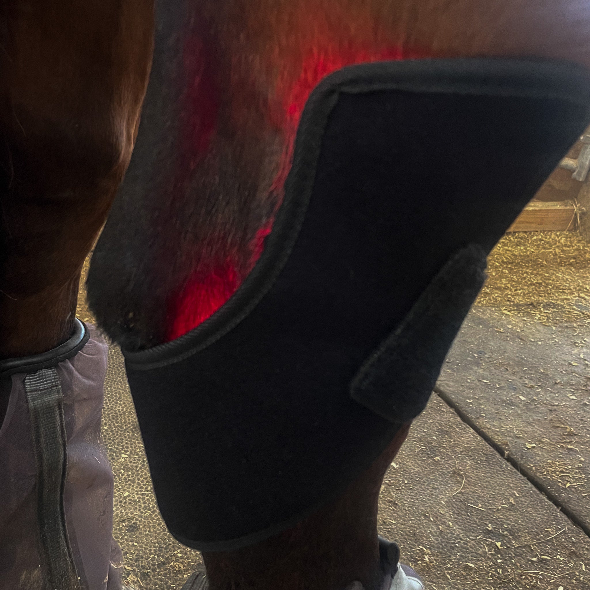 EquiSol horse bell boot red light therapy in use, alternative location.