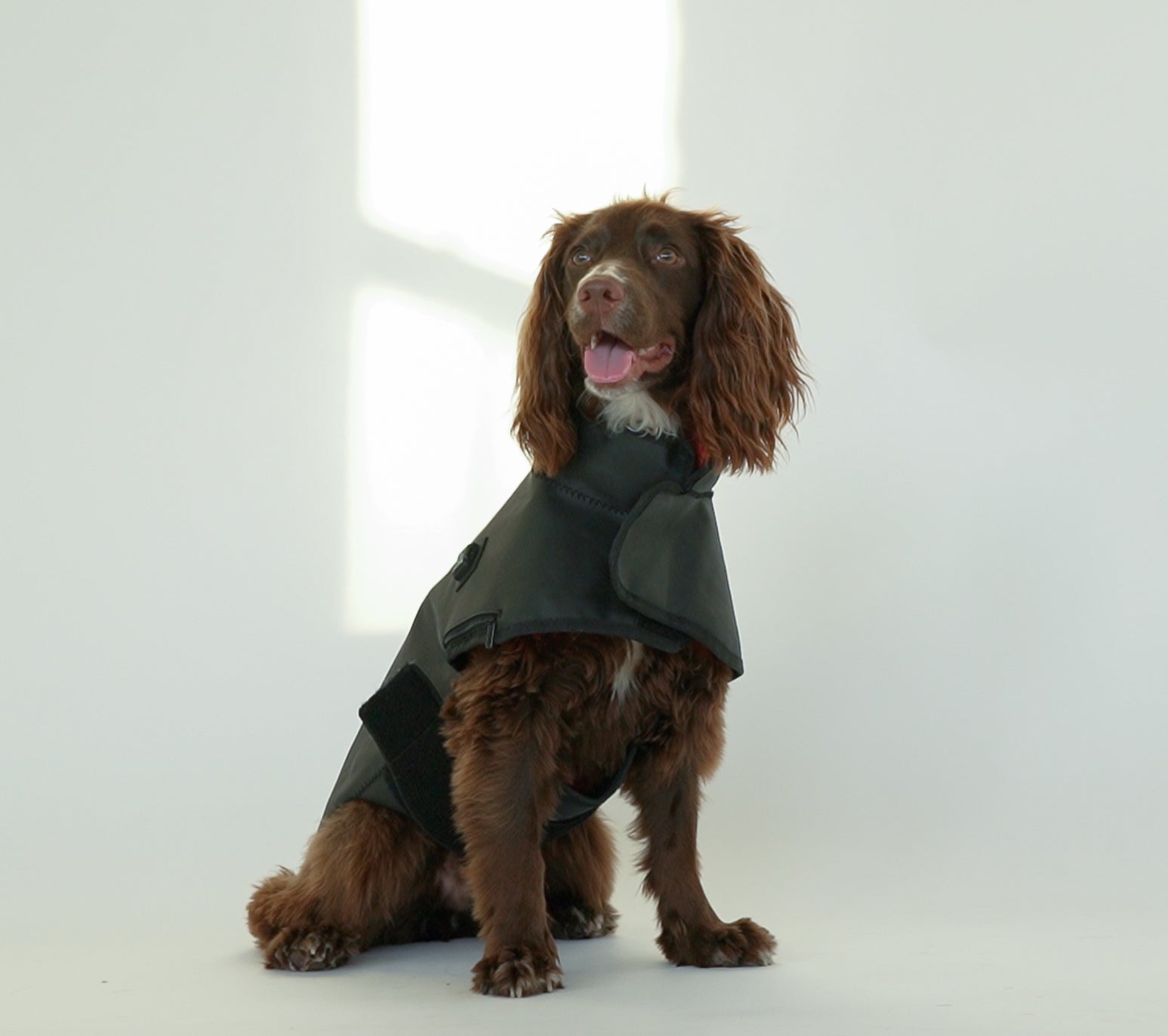 Small DogSol Canine Infrared Light Therapy Blanket