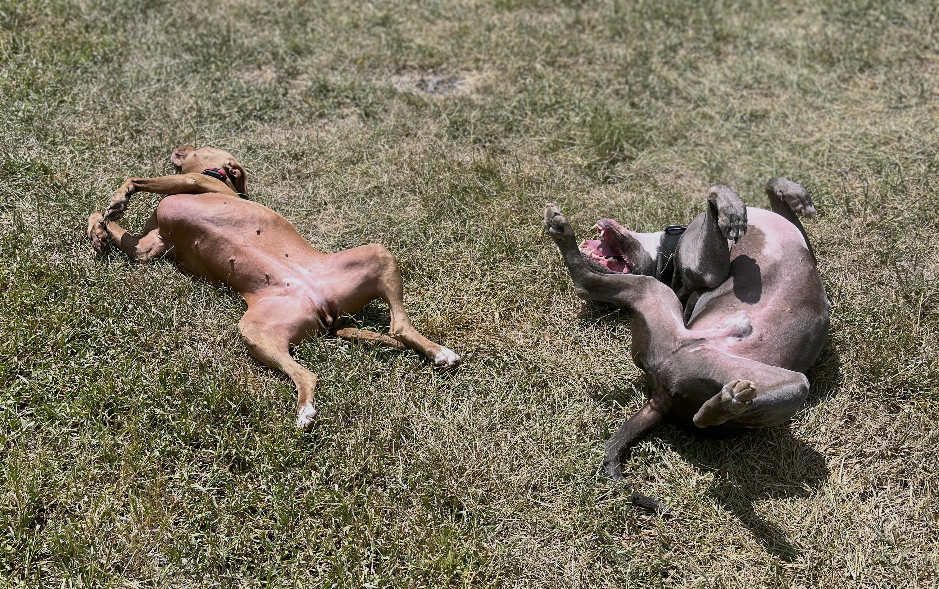 Meet the Veterinary Expert Behind AnimaSol