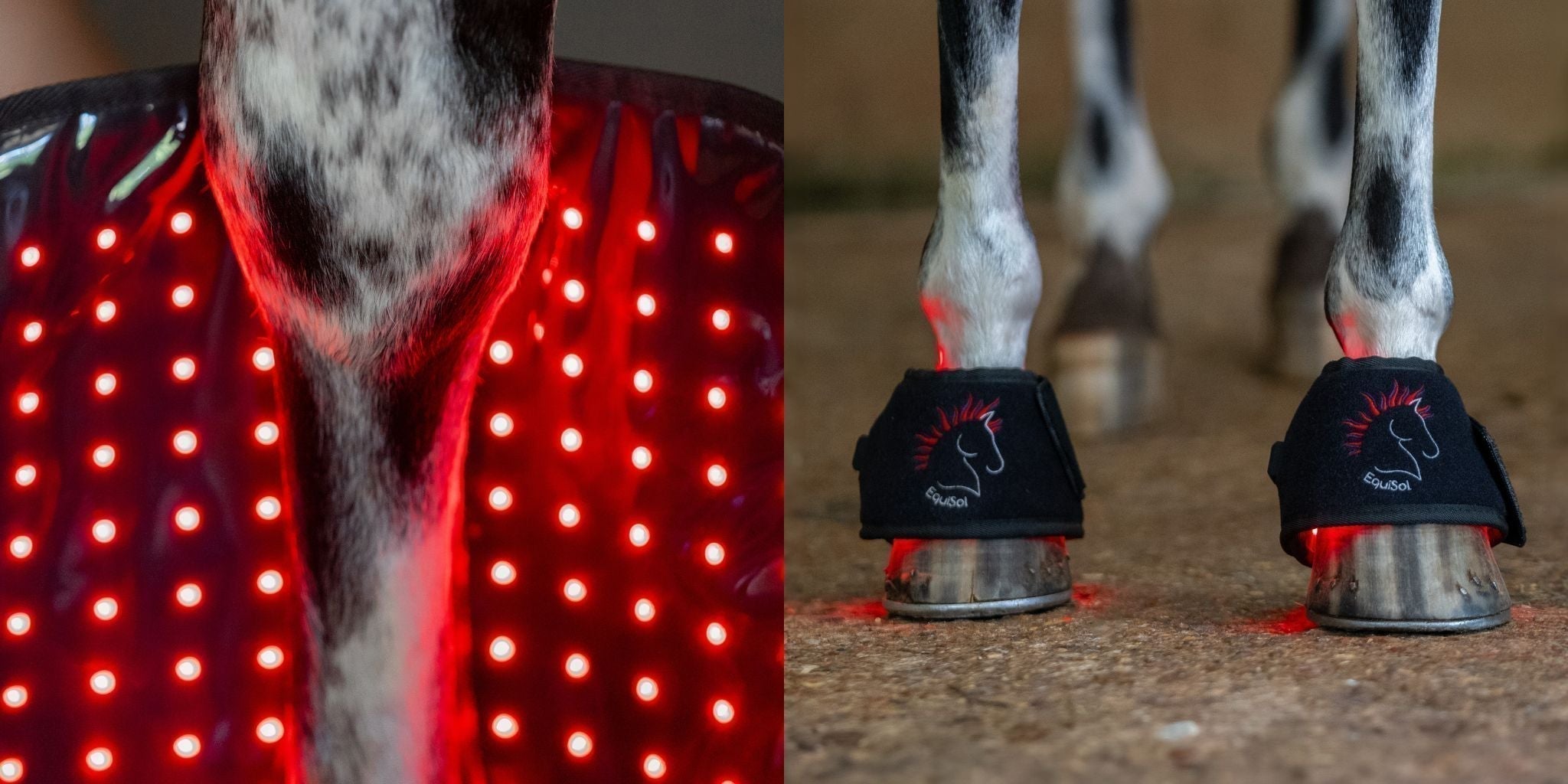 AnimaSol (formerly EquiSol) Near Infrared Light Therapy | Bone Healing & NIR Science