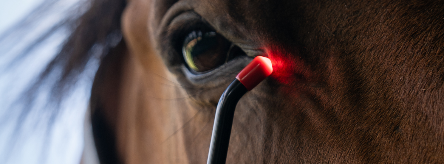 Can Red Light Therapy Help Horses with Equine Recurrent Uveitis (Moon Blindness)?