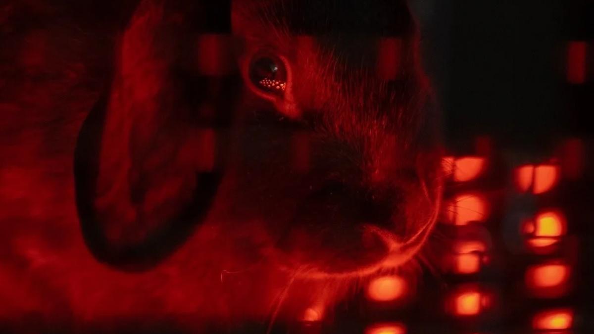 Red Light Therapy and Nerve Regeneration | What a 2010 Study Found