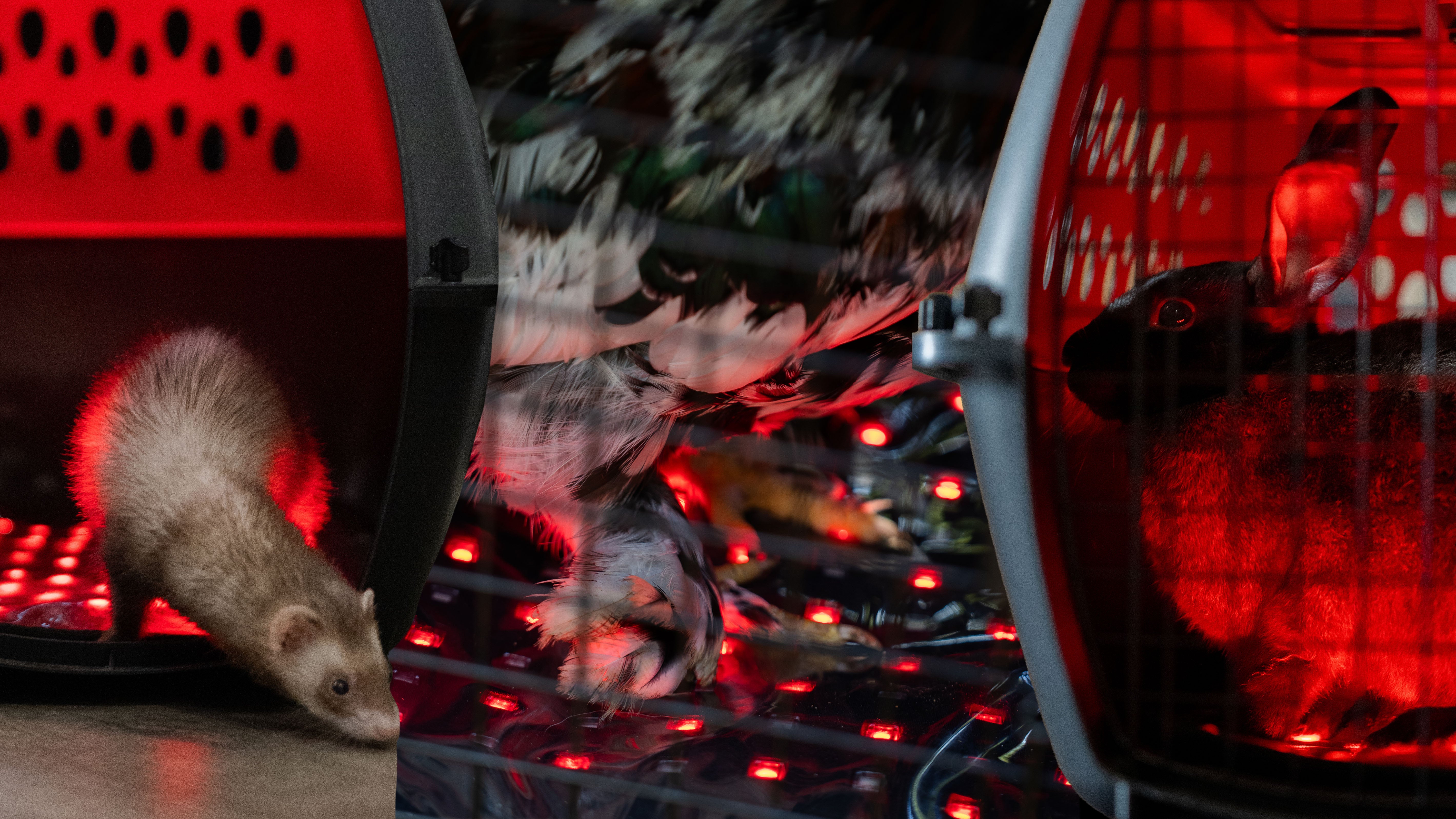 Cat using CatSol red light therapy pad for pain relief and healing.