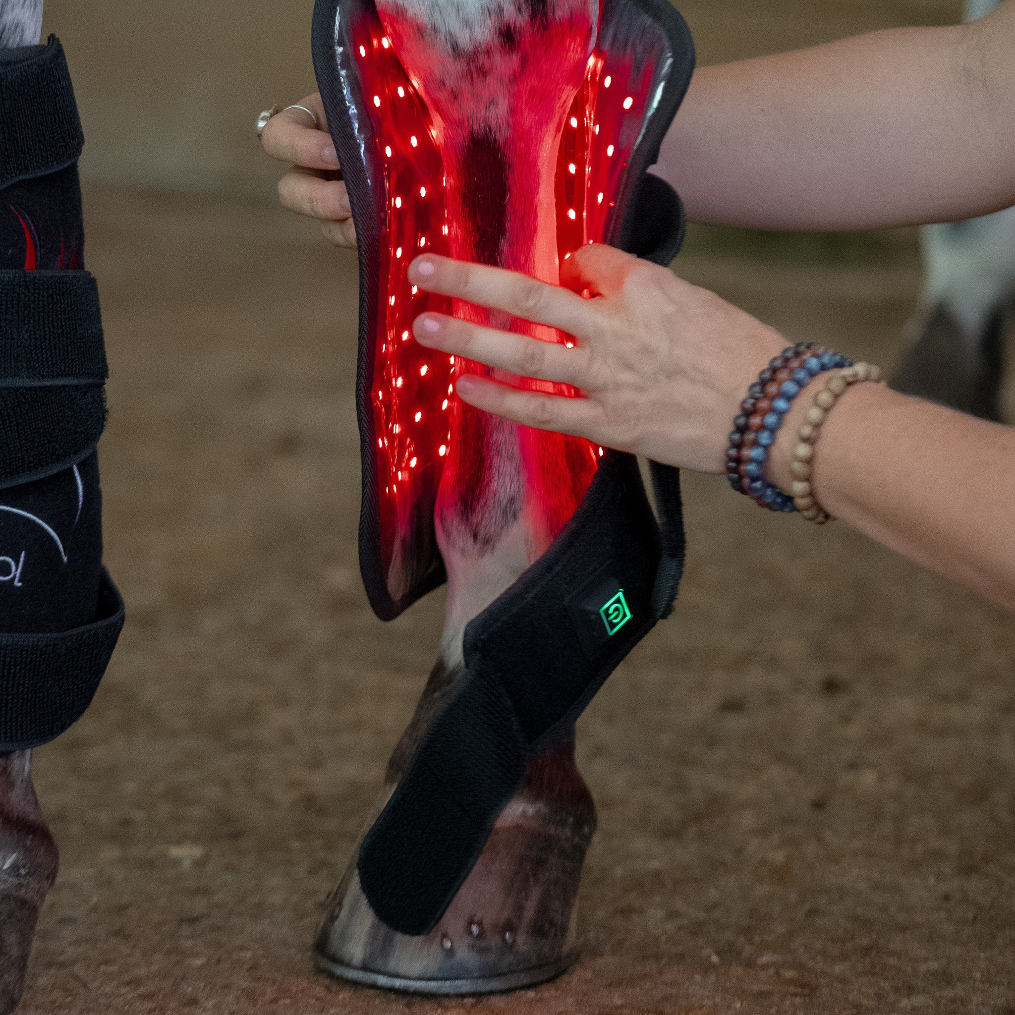 EquiSol horse leg wrap red light therapy in use.