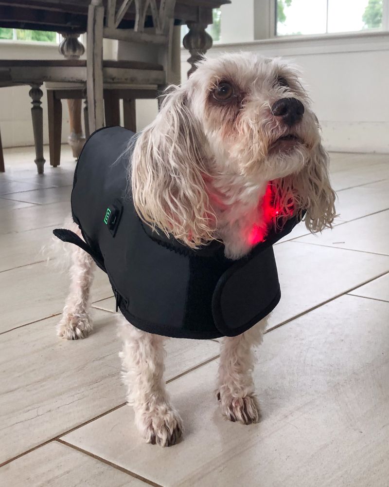 Dog mobility recovery story. DogSol Red Light Therapy Blanket.