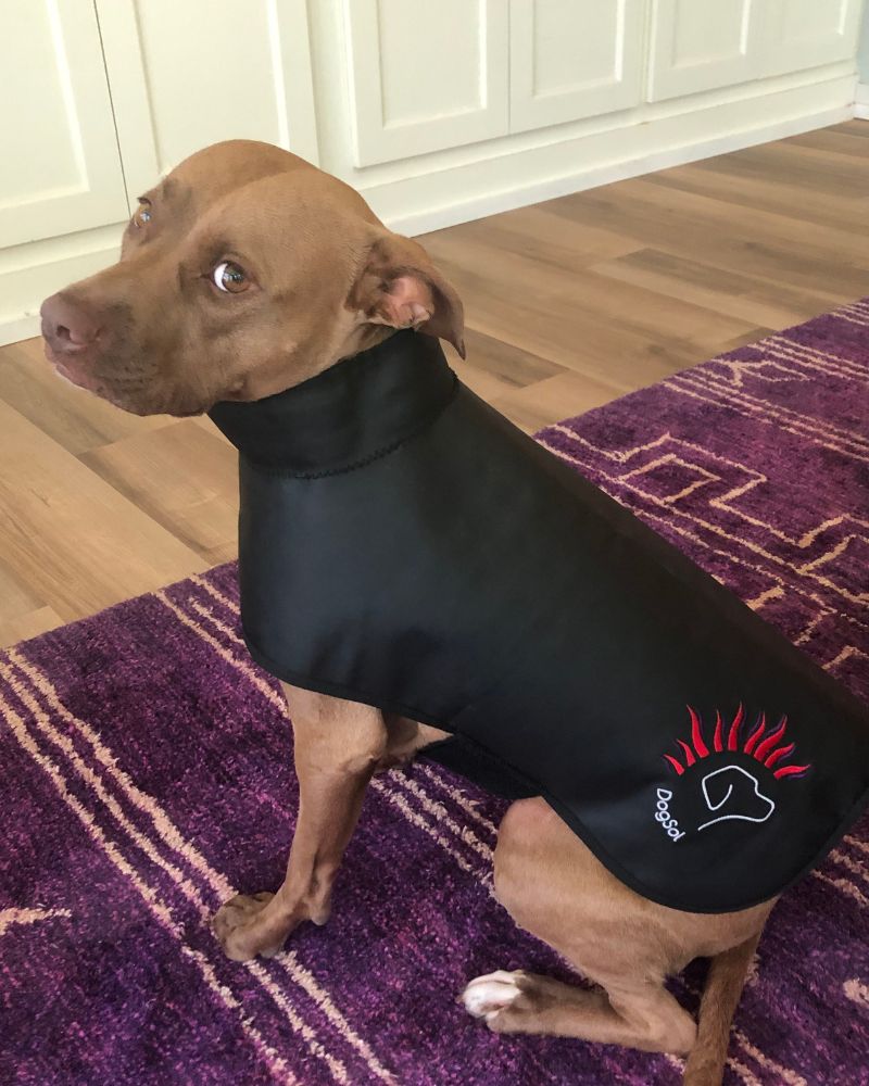 DogSol benefits for red light therapy for dogs. DogSol therapeutic red light.