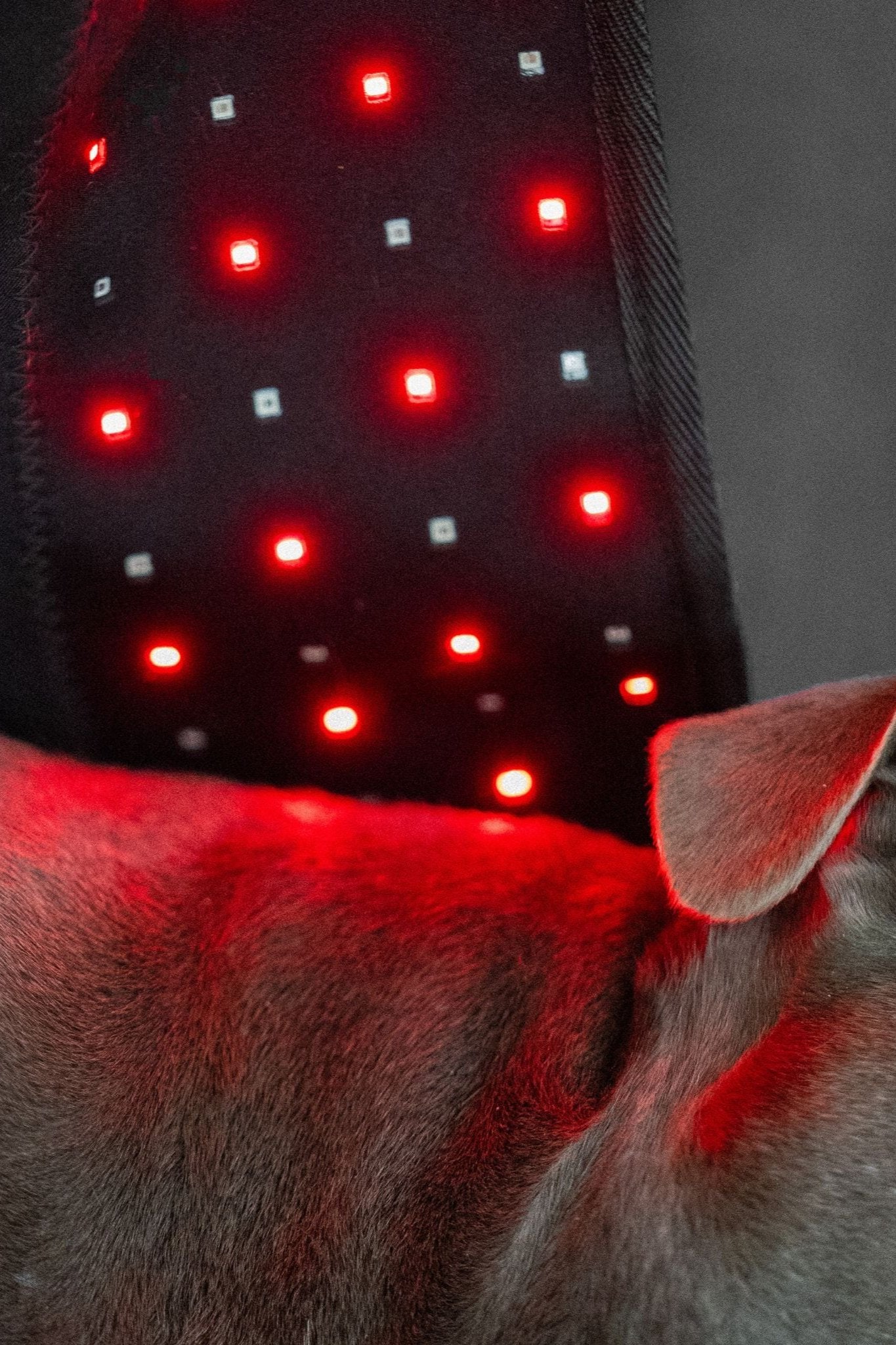 DogSol benefits for red light therapy for dogs. DogSol therapeutic red light.