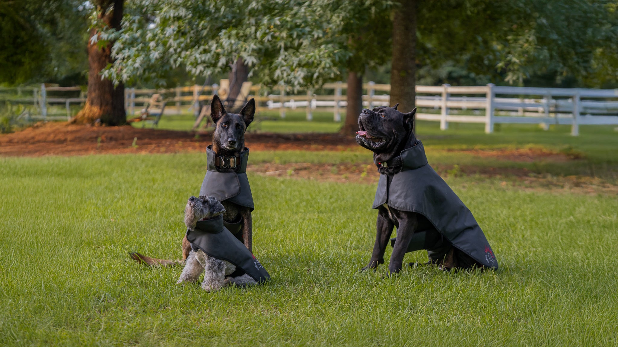 benefit of red light therapy | DogSol RLT Blanket by EquiSol