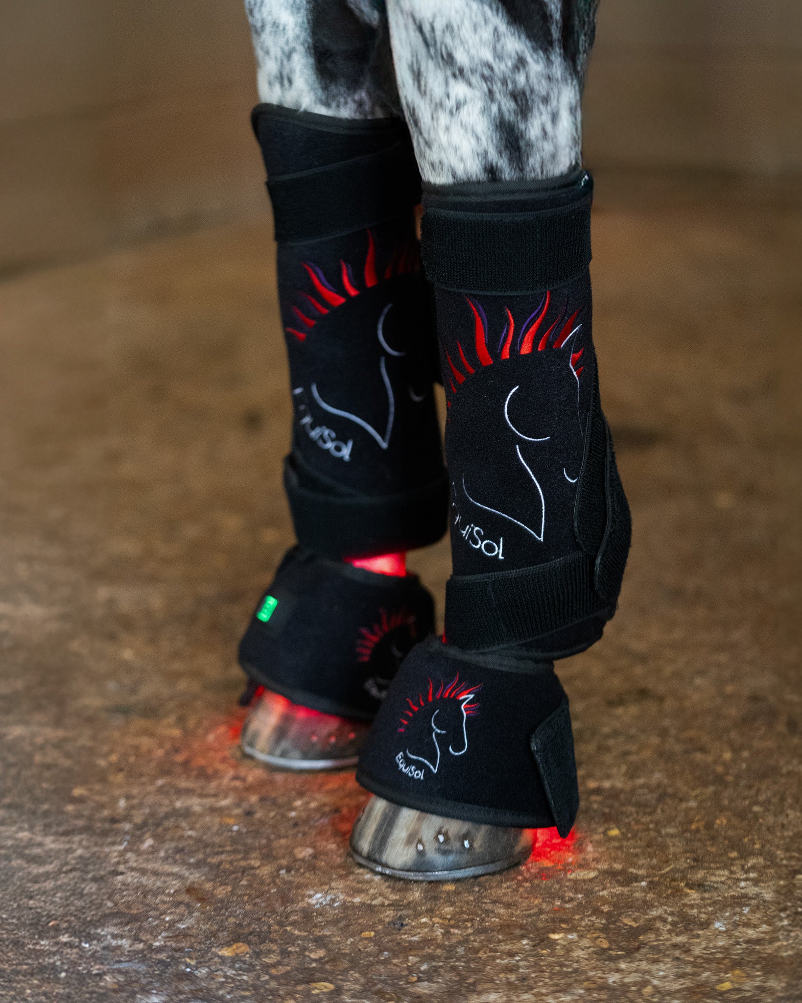 EquiSol horse leg wrap and bell boot  in use.