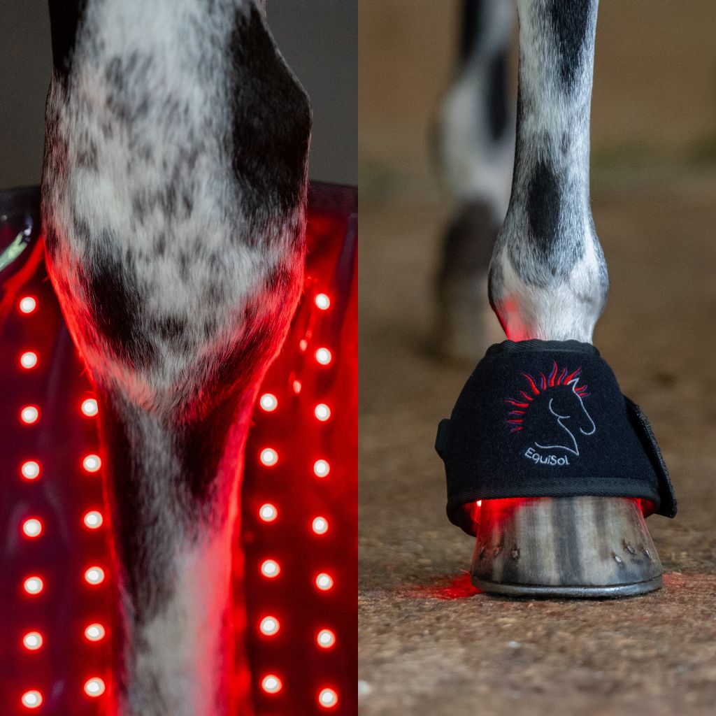 EquiSol horse leg wrap and bell boot red light therapy in use.