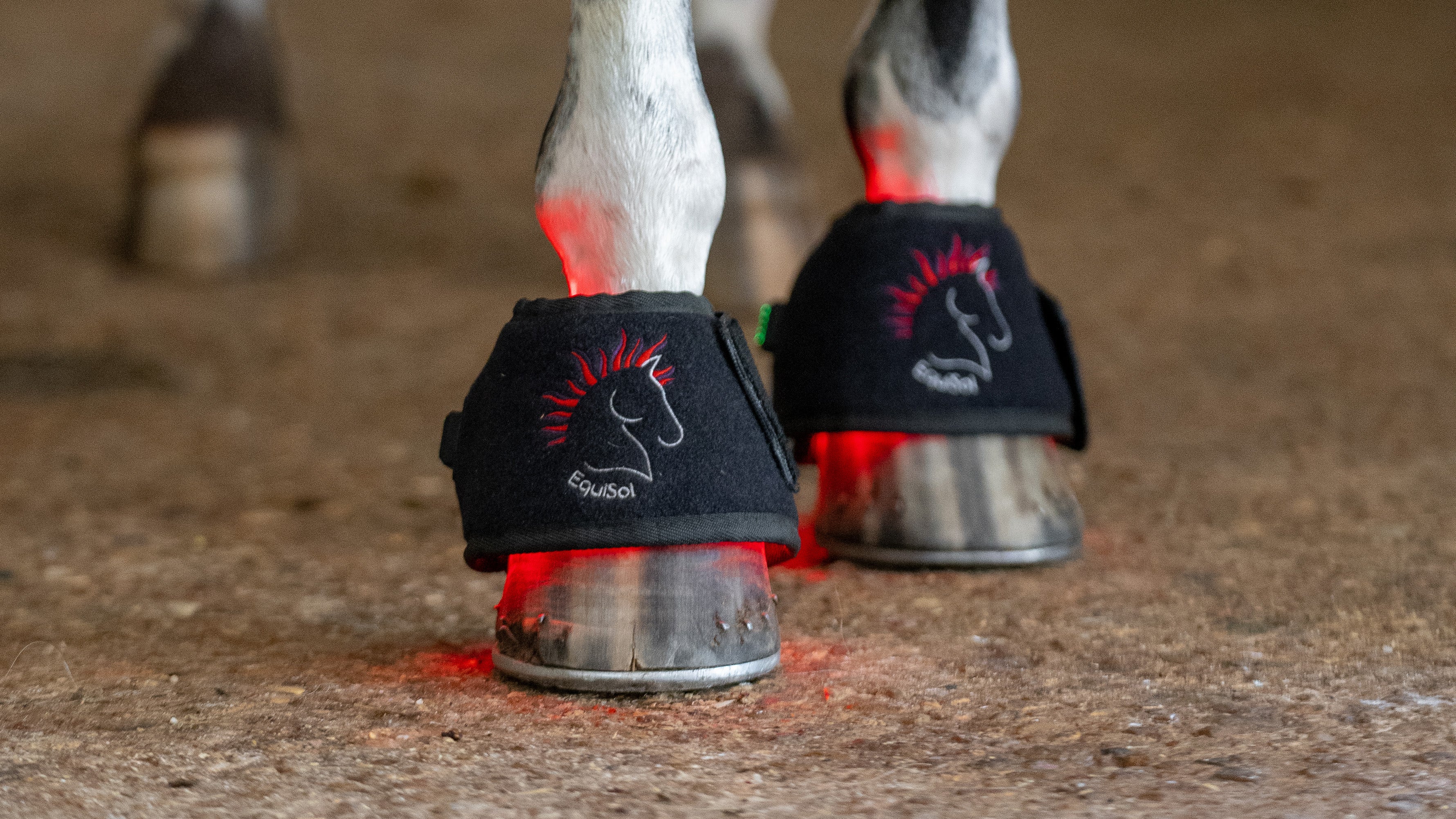 EquiSol horse bell boot red light therapy in use.