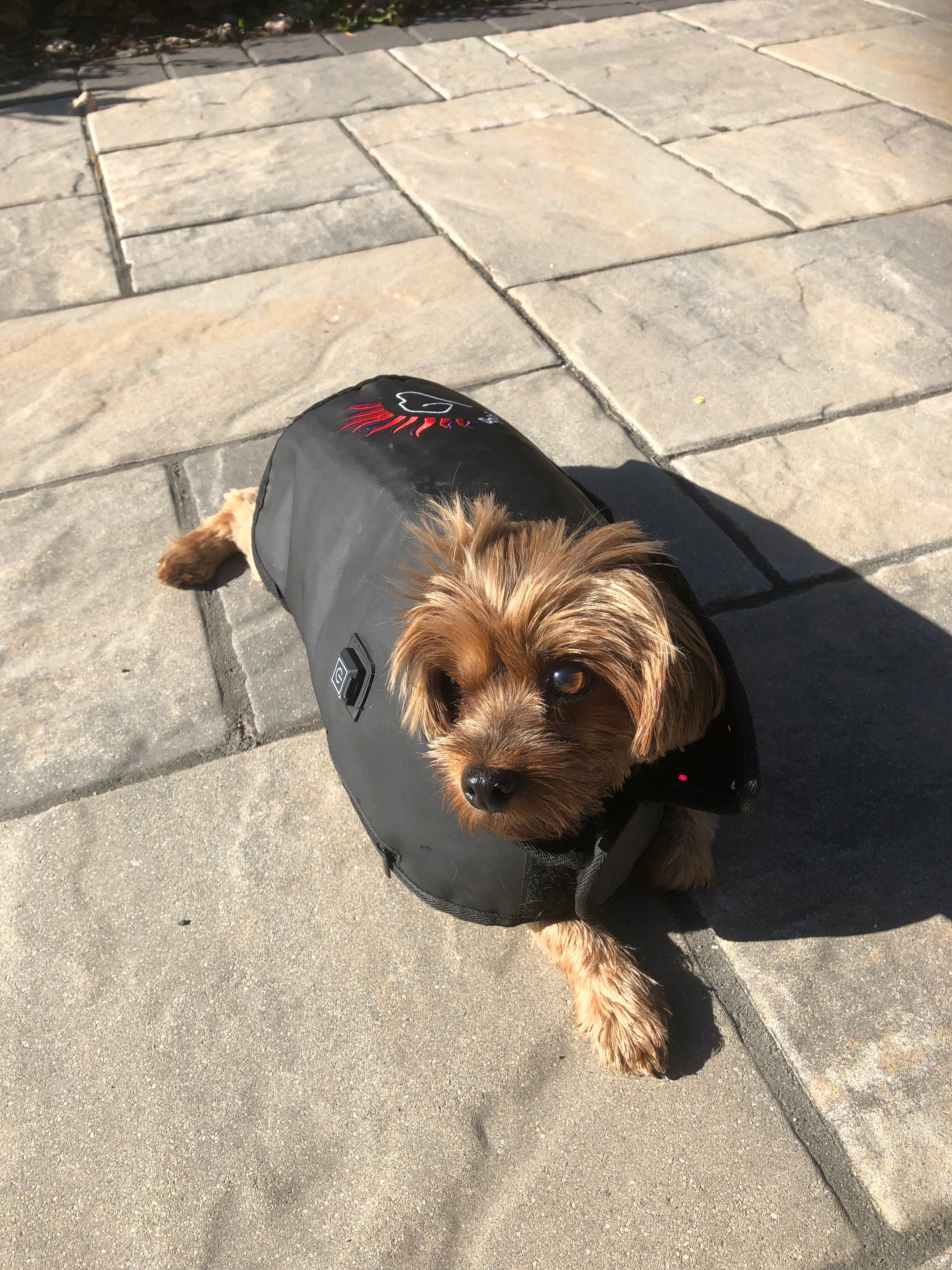 Red light therapy for dogs with paralysis. Paralyzed dog treatment success.