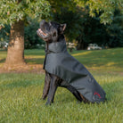 DogSol Canine Dog Infrared Red Light Therapy Blanket Large
