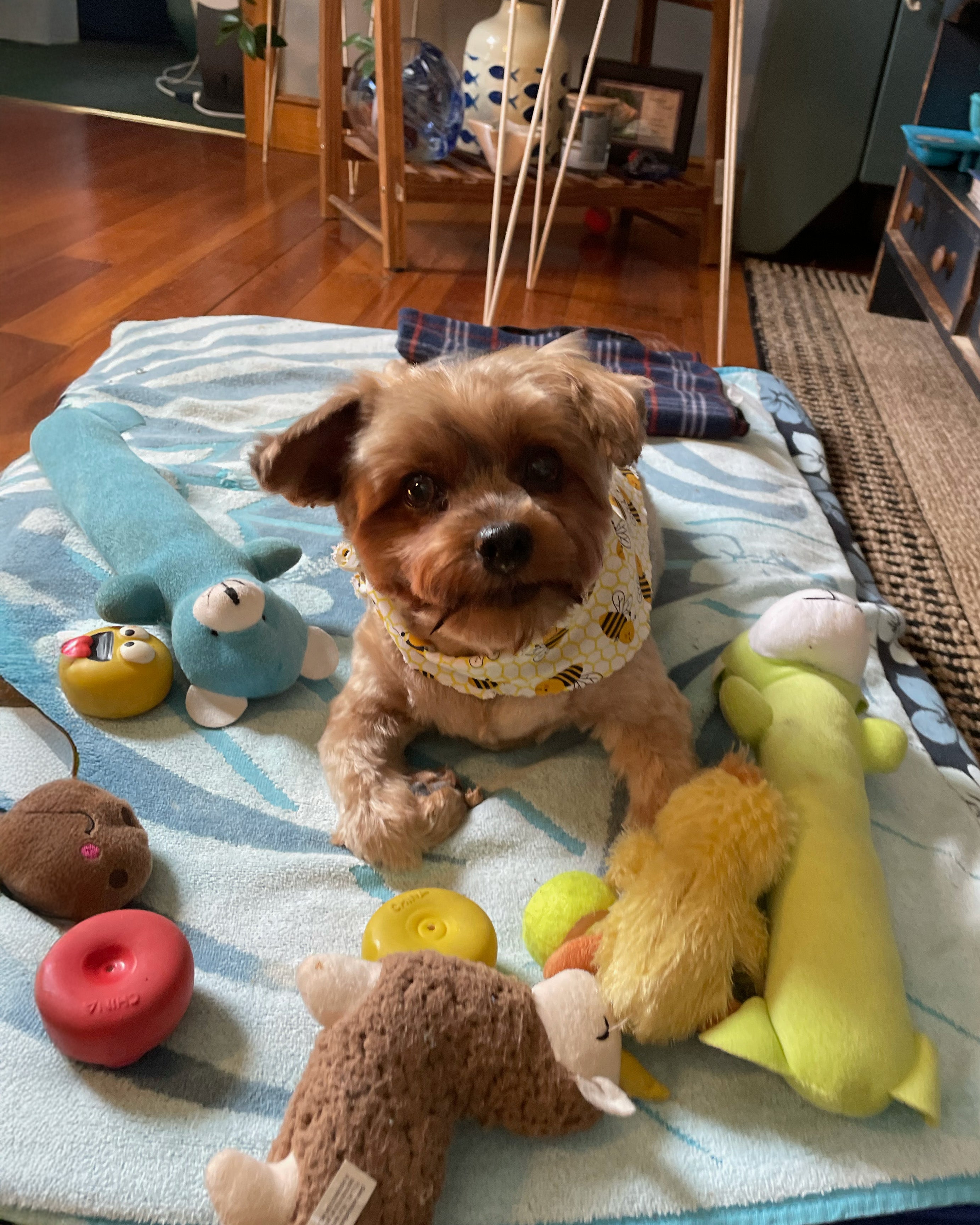 DogSol Red light therapy for dogs with paralysis. Paralyzed dog treatment success. by EquiSol