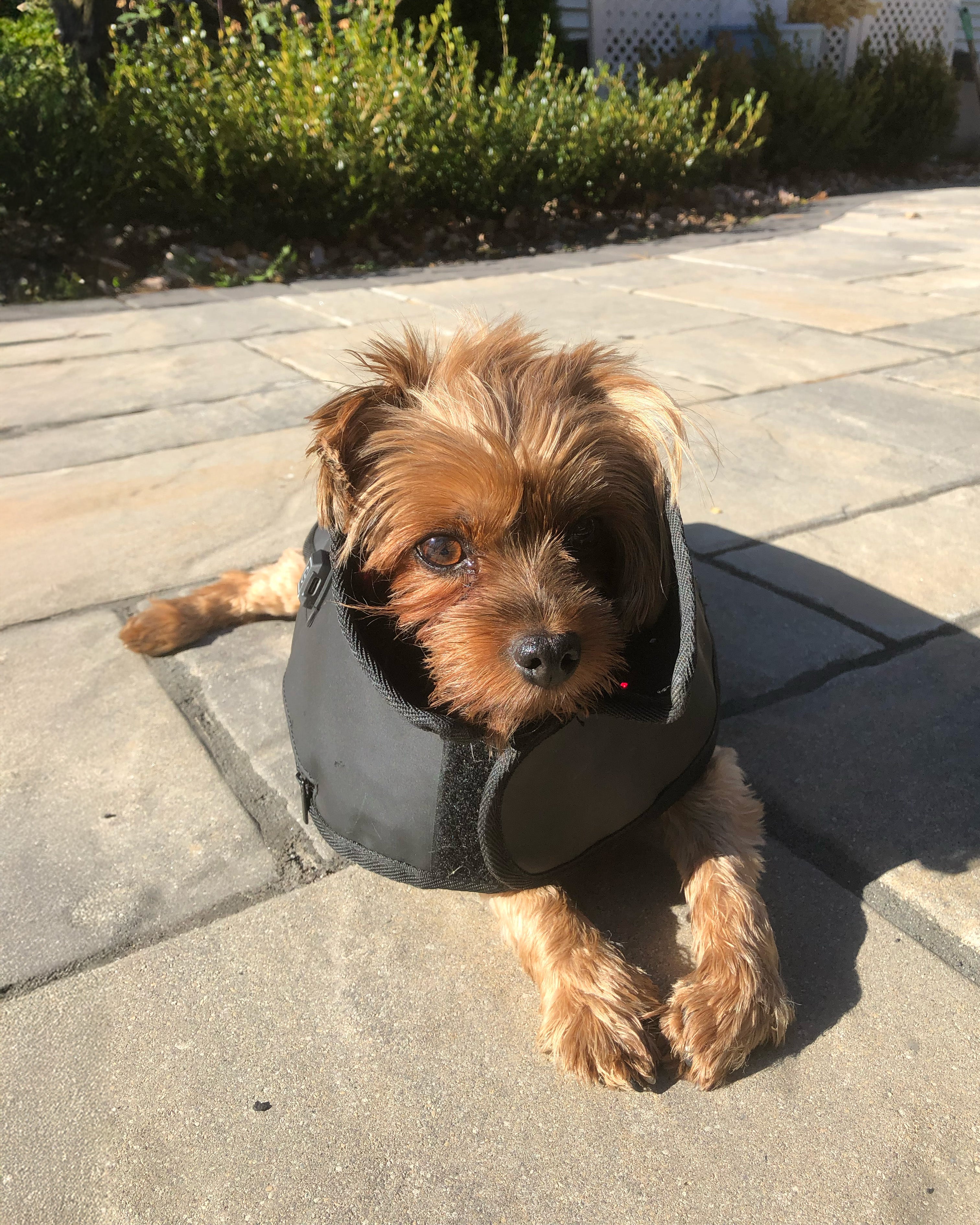 DogSol Reviews - Red light therapy for dogs with paralysis. Paralyzed dog treatment success. Bye Bye Canine Wheelchair.