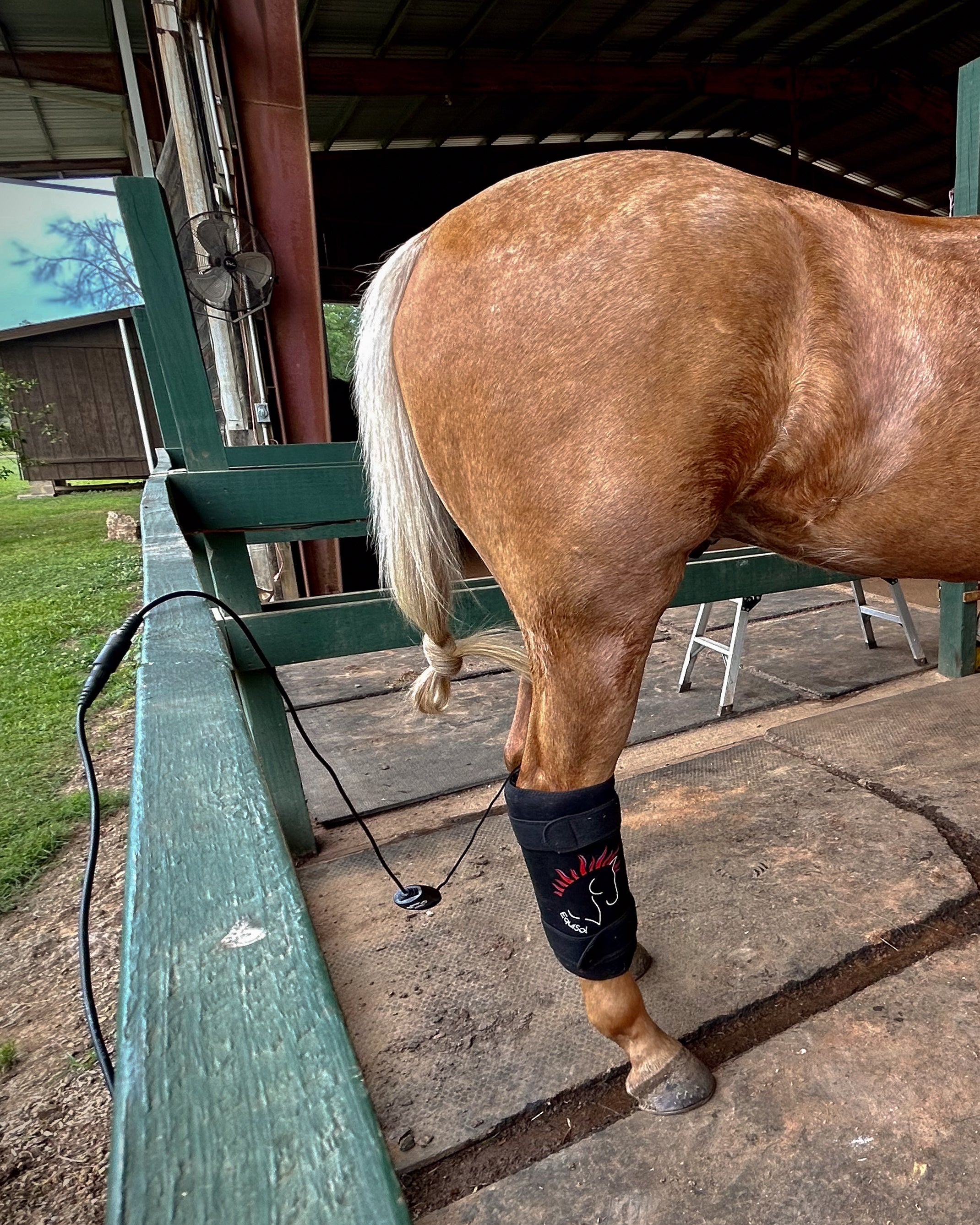 Equine Red Light Therapy Success Story | EquiSol Testimonial
Horse injury recovery | EquiSol therapy successfully heals wounds faster and with less scarring using infrared and red light therapy.