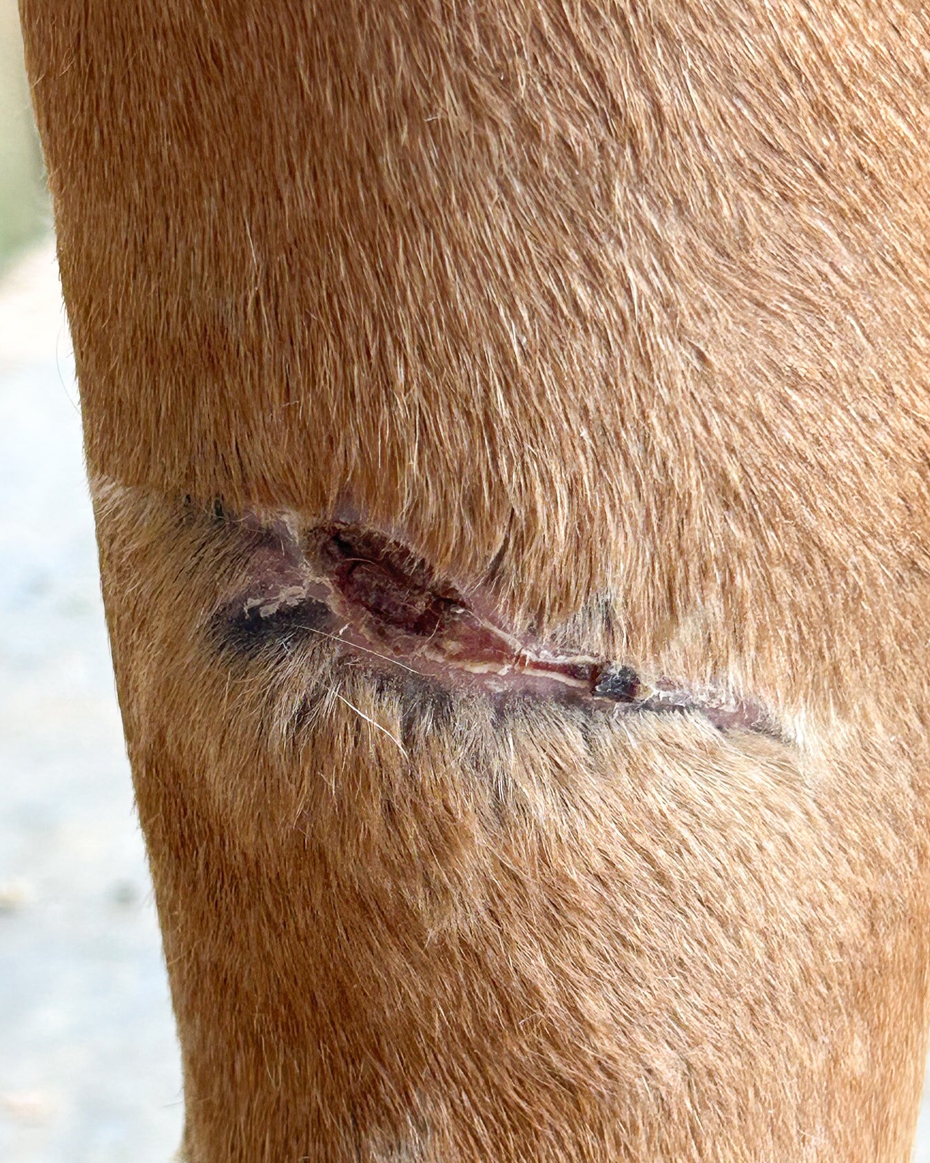 Equine Red Light Therapy Success Story | EquiSol Testimonial
Horse injury recovery | EquiSol therapy successfully heals wounds faster and with less scarring using infrared and red light therapy.