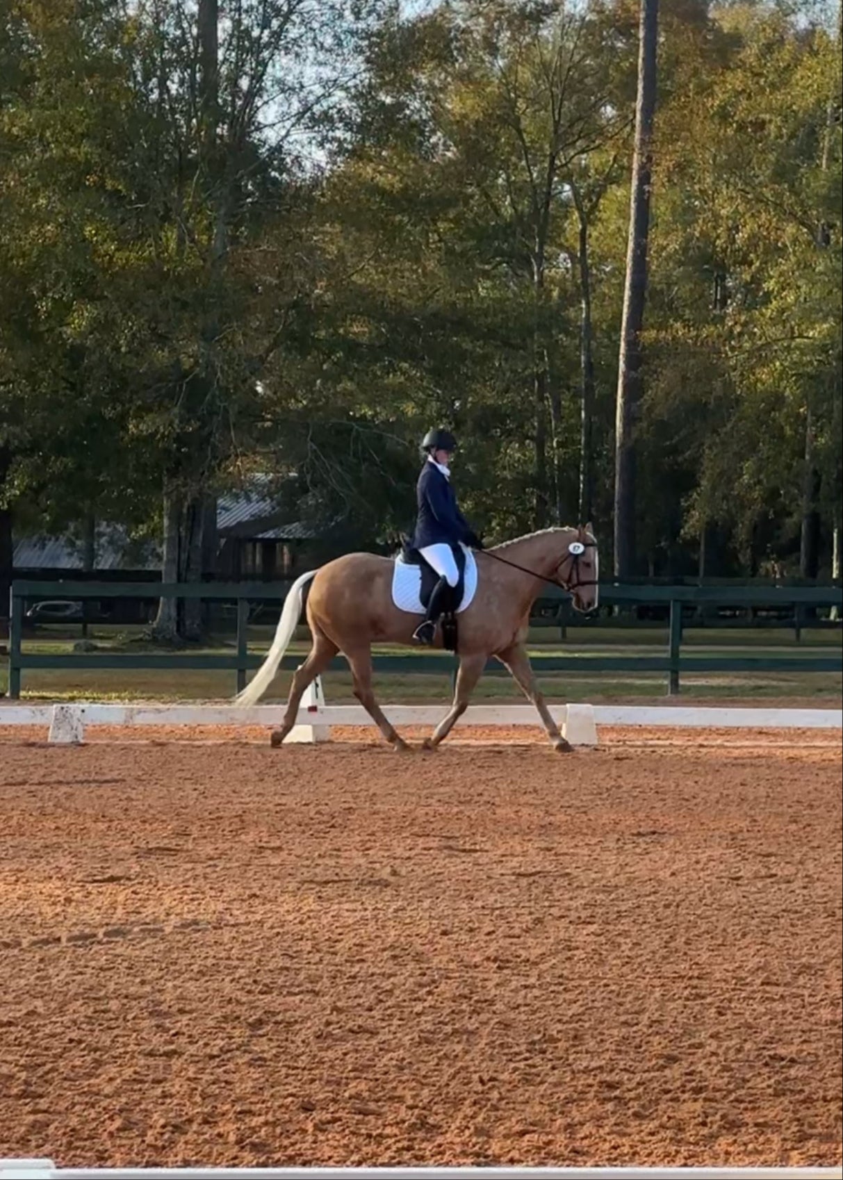Equine Red Light Therapy Success Story | EquiSol Testimonial
Horse injury recovery | EquiSol therapy successfully heals wounds faster and with less scarring using infrared and red light therapy.
