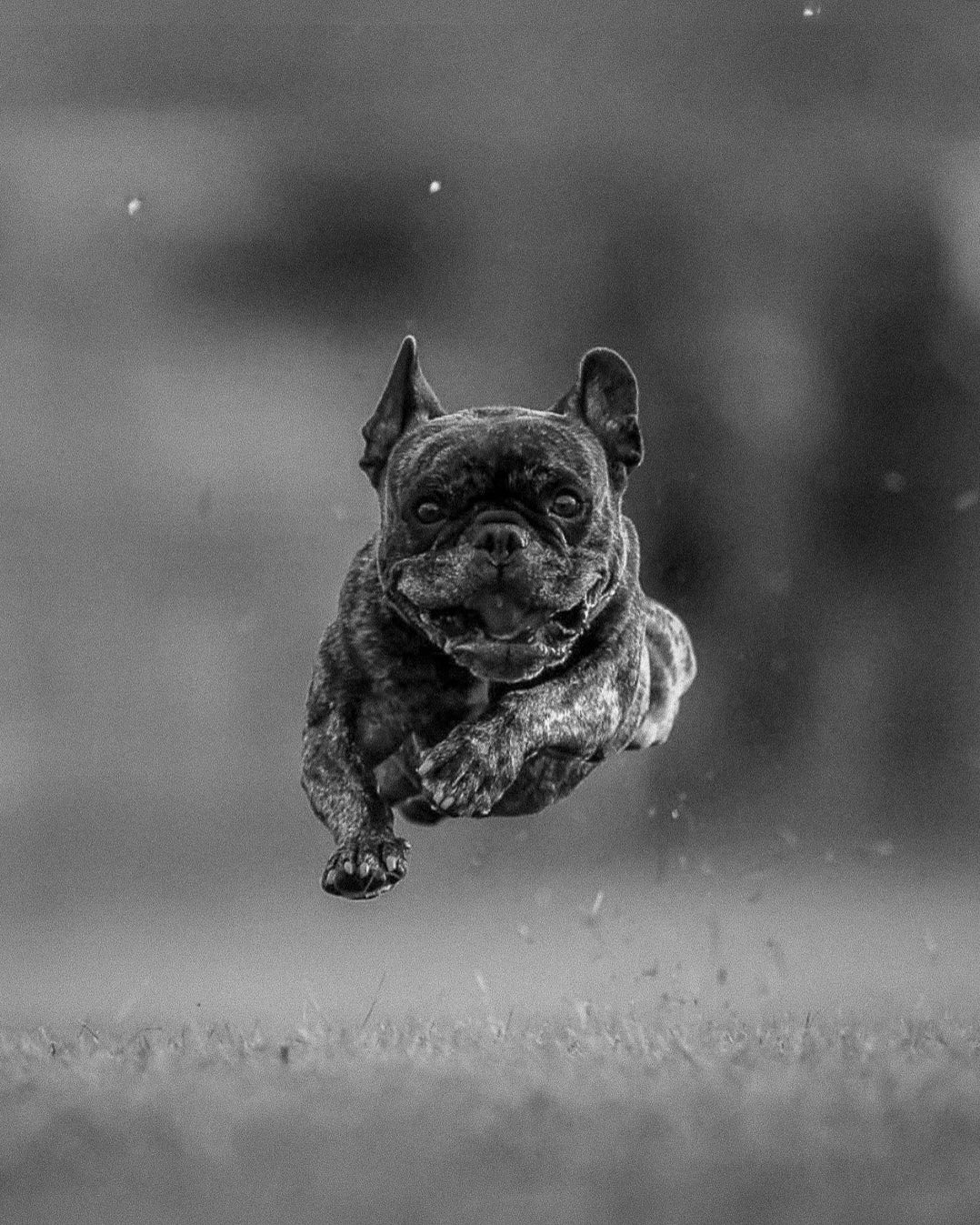 Winston Bolt